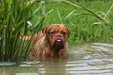 DOGUE DE BORDEAUX 309